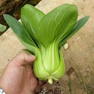 四季 上海青菜种子阳台鸡毛菜菜籽种春秋大田矮脚青梗菜油菜孑大全
