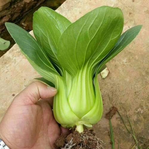 上海青鸡毛菜种子四季