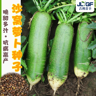 沙窝萝卜种子脆甜秋四季潍县青罗卜种孑山东正宗水果萝卜种籽大全