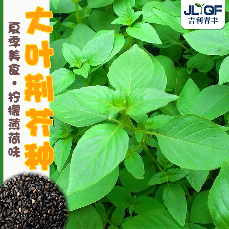 大叶荆芥种子苗香特色野菜春季
