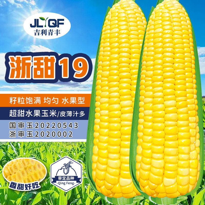超甜水果玉米种子浙甜19高产东北玉米大全春秋四季矮杆苞米种籽孑