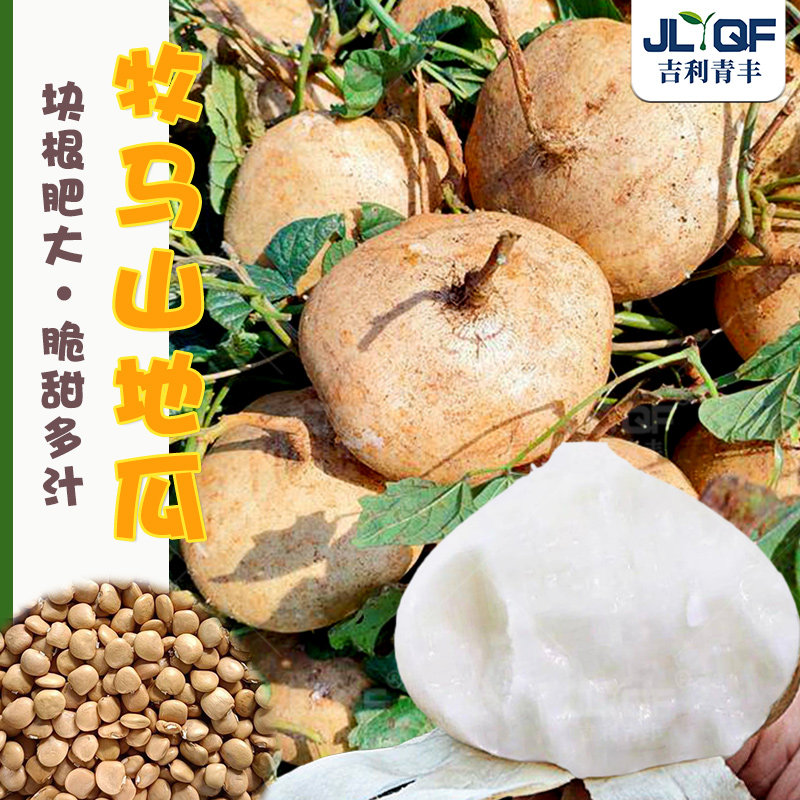 牧马山地瓜种子高产早熟凉薯种籽春秋四季特大香甜沙葛土瓜凉瓜孑