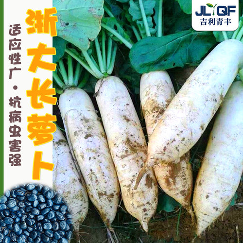 浙大长白萝卜种子八斤棒九斤王
