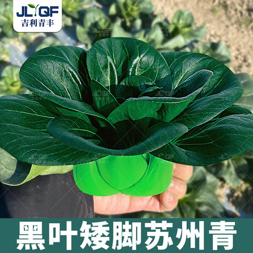 黑叶苏州青种籽高产矮脚箕油菜种子抗热上海青种孑四季阳台香菇菜