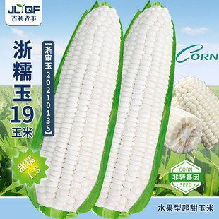 浙糯玉19白甜糯玉米种籽山东甜黏糯白玉米种子大棒东北牛奶玉米孑