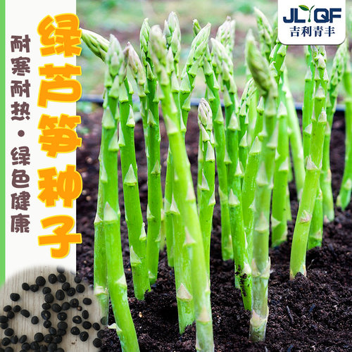 高产芦笋种子阳台易种四季