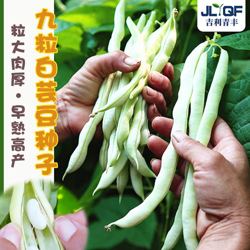 九粒白芸豆种子白不老豆角四季