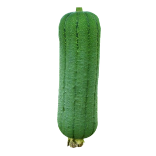 大肉丝瓜种子天天摘香嫩丝瓜种籽春秋四季阳台蔬菜种孑大全菜瓜苗