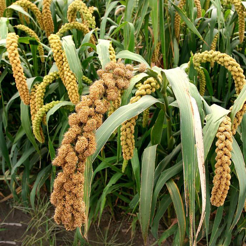 鸟不食毛谷种籽煮粥口感香甜粘糯谷子小米春四季高产香甜粮食种孑