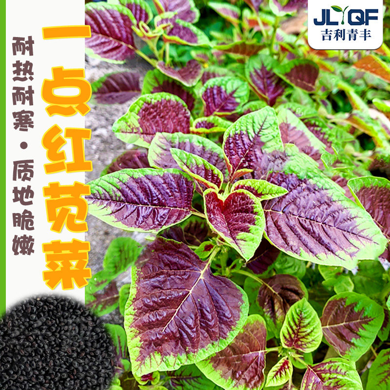 红叶苋菜种籽春四季圆叶汉菜长寿菜种子野菜柳叶苋菜种孑盆栽蔬菜