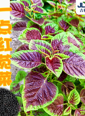红叶苋菜种籽春四季圆叶汉菜长寿菜种子野菜柳叶苋菜种孑盆栽蔬菜
