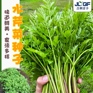 脆嫩水芹菜种子四季小香芹籽盆栽野芹菜西芹种孑耐热耐寒蔬菜大全