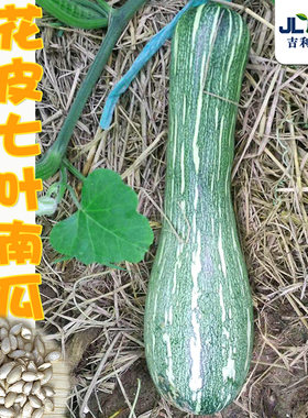 花皮七叶南瓜种子春秋四季