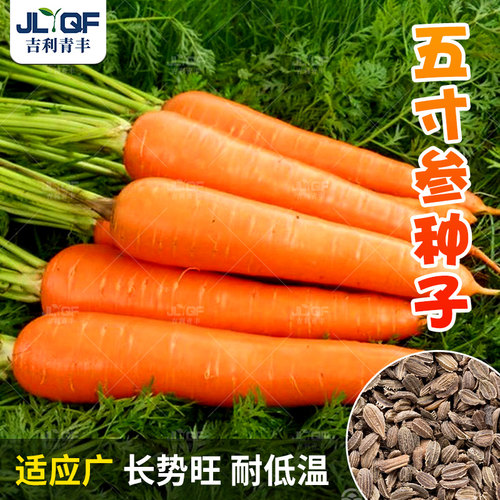 黑田五寸参胡萝卜种子四季