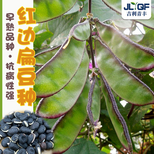 红边扁豆角种子早熟高产四季扁眉豆角种籽春秋农家紫梅豆蔬菜种孑
