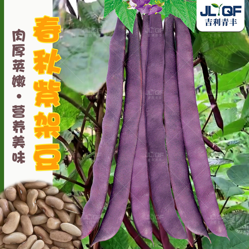 春秋紫架豆种子八月忙冻死鬼紫芸豆种孑四季豆角农家大田蔬菜种籽
