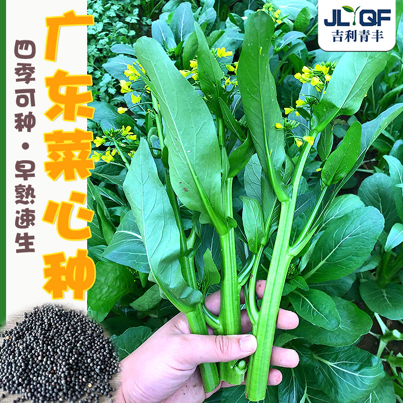 四季广东四九菜心种子抗热耐湿30天收青菜苔种籽春夏阳台蔬菜种孑-封面