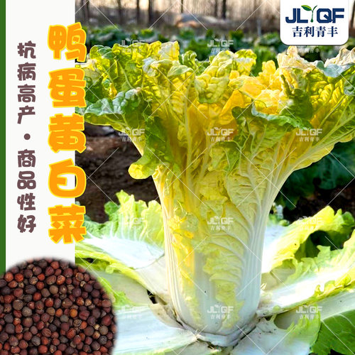 鸭蛋黄大白菜种孑黄心白菜