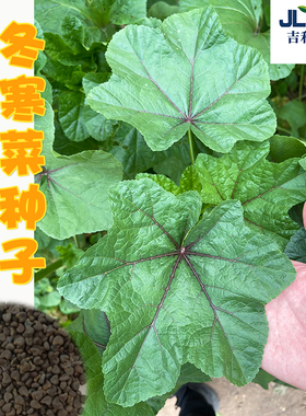 糯米冬寒菜种子高钙马蹄菜葵菜春秋四季冬苋菜种孑阳台蔬菜籽大全