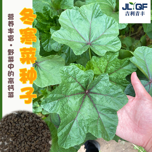 糯米冬寒菜种籽马蹄苋菜四季