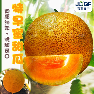 特早蜜甜瓜种子春四季播早熟黄瓤蜜瓜种孑脆甜爽口网纹瓜籽种大全