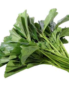 糯米冬寒菜种籽马蹄苋菜四季