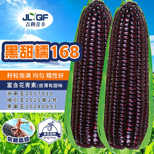 东北黑甜糯玉米种籽高产