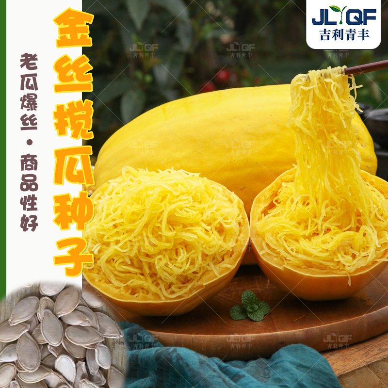 金丝搅瓜种子茭瓜种籽春秋四季蔬菜籽天然粉丝南瓜抗病易种阳台孑