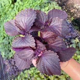 紫苏种子苗食用苏子叶种籽四季盆栽香料双面紫苏大叶绿苏白苏种孑