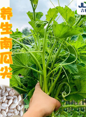 高产南瓜苗种子茎叶养生专吃南瓜尖种籽特色蔬菜孑春夏秋四季阳台
