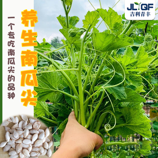 高产南瓜苗种子茎叶养生专吃南瓜尖种籽特色蔬菜孑春夏秋四季阳台