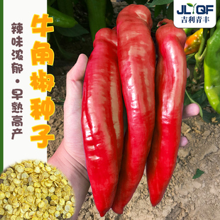 大果牛角椒种子红辣椒泡椒种孑中椒106种籽剁椒酱微辣春秋四季植