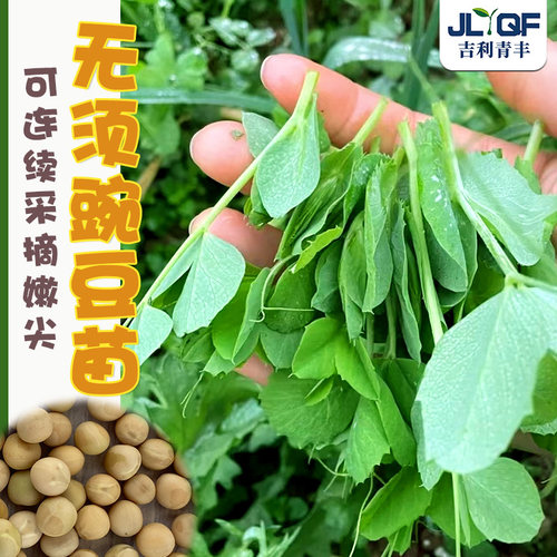 无须豌豆尖种籽四季高产