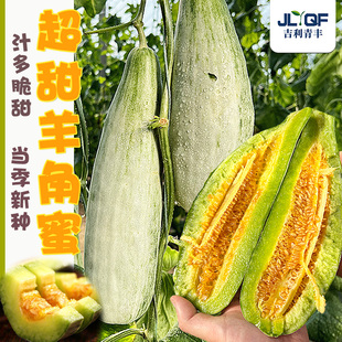 羊角蜜甜瓜种籽正宗山东羊角蜜超甜香瓜种孑博洋春四季种子大全