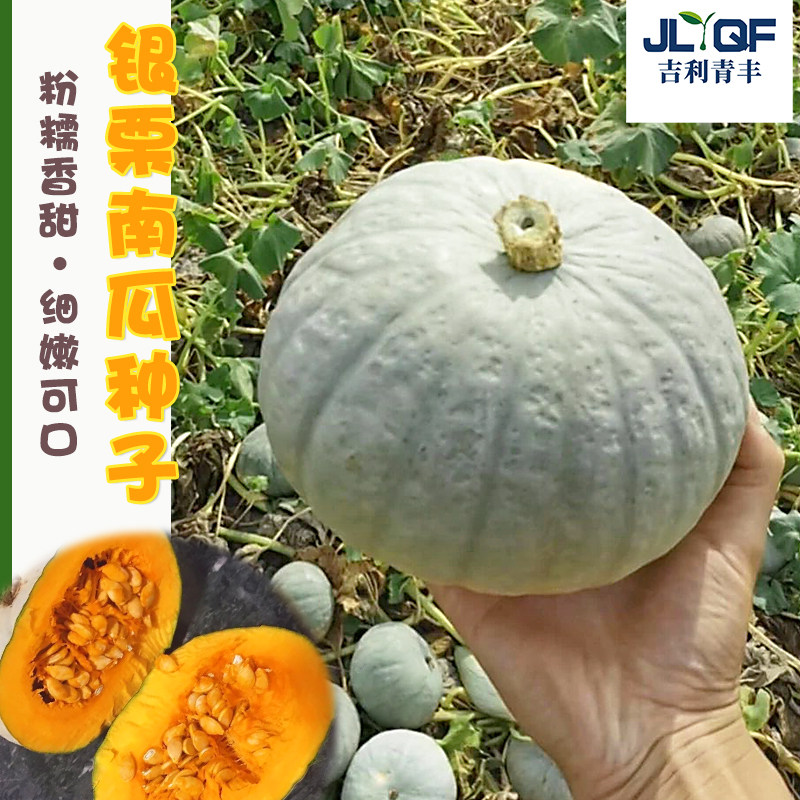 新疆银栗南瓜种子板栗味倭瓜贝贝种籽香甜白皮番瓜种孑耐储运四季