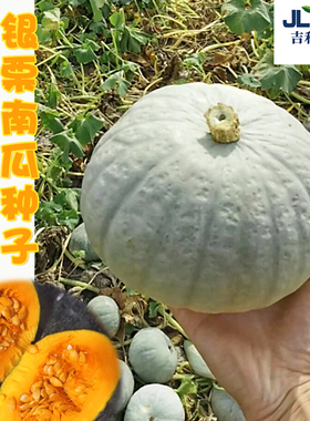 新疆银栗南瓜种子板栗味倭瓜贝贝种籽香甜白皮番瓜种孑耐储运四季