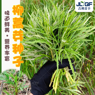 耐寒柳蒿芽种子多年生柳蒿菜籽种四季蘸酱菜东北野生特色蔬菜种孑