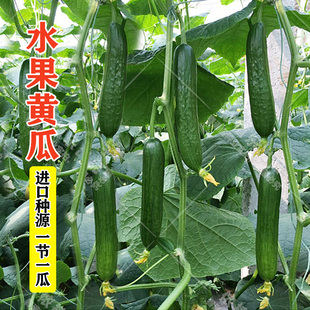 水果黄瓜种子高产超甜摘不败青瓜苗春四季阳台盆栽旱黄瓜蔬菜种孑