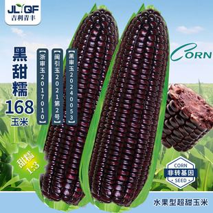 甜加糯水果玉米种子高产东北玉米糯玉米种籽富含花青素黑甜糯168