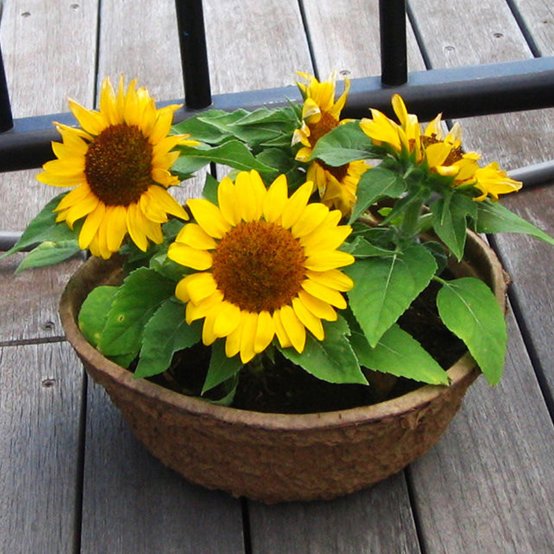 向日葵种孑矮生太阳花种籽庭院四季花卉种子室内易种阳台观赏盆栽