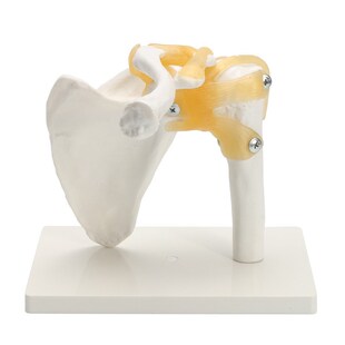 Life Size master human anatomy skeleton anatomical model for