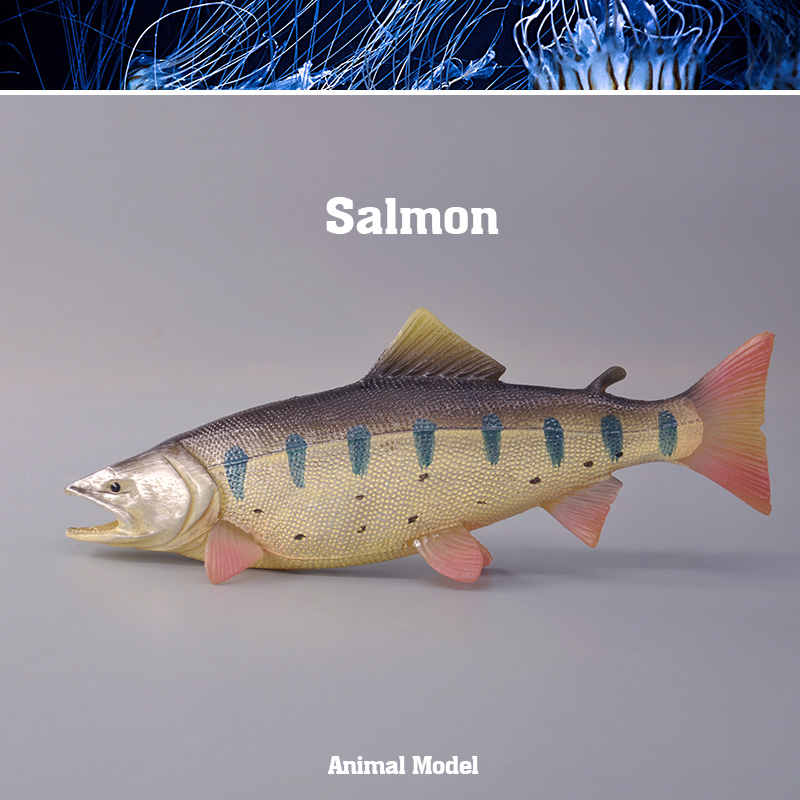 童德鲑鱼模型海洋动物玩具