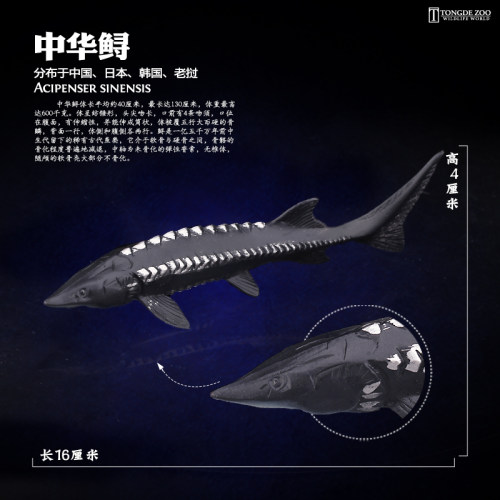 中华鲟模型海洋动物玩具安全无味