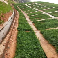 [Уклон Watana Clean Seed]/1 кот быстрого роста обеспечивает счета -фактуры