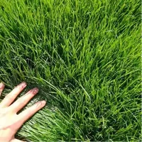 [Смешанное вещание четыре сезона]/1 кот из крупного масштабного заводского сообщества шоссе предоставляет счета для специальных