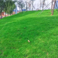 [Импорт Бермудских Семена Чистых семян]/1 котдюйны с теплостойкой -резистентной теплостойкостью обеспечивают счеты