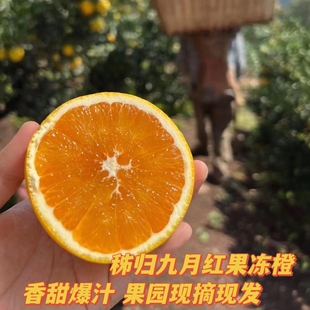 湖北秭归九月红果冻橙爆汁香甜细腻化渣无籽鲜果现摘现发彩箱包邮