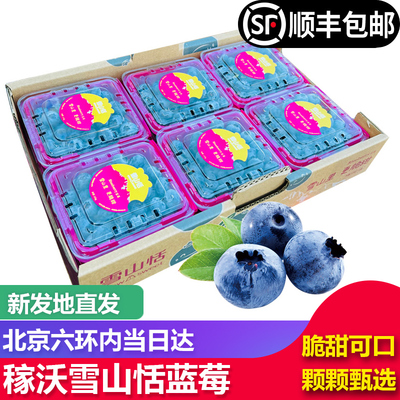 云南雪山蓝莓鲜果新鲜