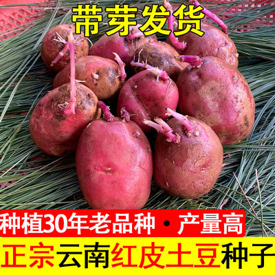 【99%高产量】云南红皮土豆种