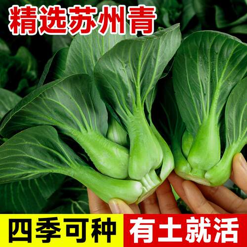 精品黑叶矮脚苏州青种子大